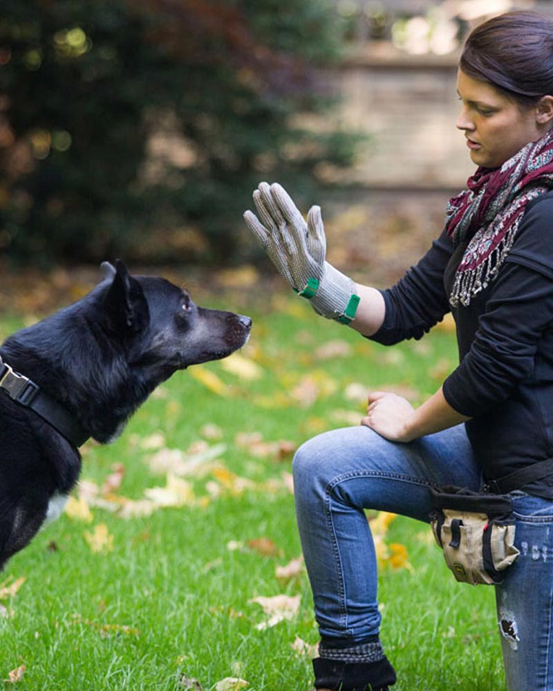 systemhundeberatung-leistungen